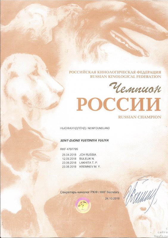 Фото: ньюфаундленд Sent Djons Yustiniya Yuliya (Сент Джонс Юстиния Юлия)