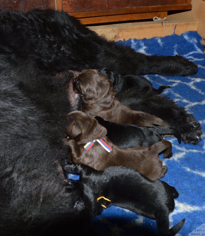 Фото: ньюфаундленд I Follow The Sun de L'Etoile de Cyrice, ньюфаундленд Sent Djons Yustiniya Yuliya (Сент Джонс Юстиния Юлия)