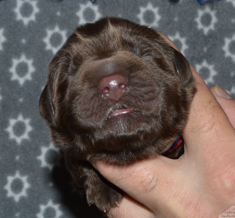 Фото: ньюфаундленд Smigar Deputat Baltiki (Смигар Депутат Балтики)