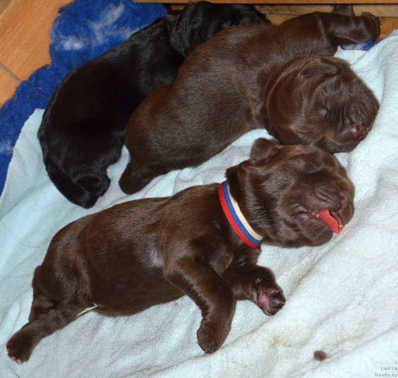 Фото: ньюфаундленд I Follow The Sun de L'Etoile de Cyrice, ньюфаундленд Sent Djons Yustiniya Yuliya (Сент Джонс Юстиния Юлия)