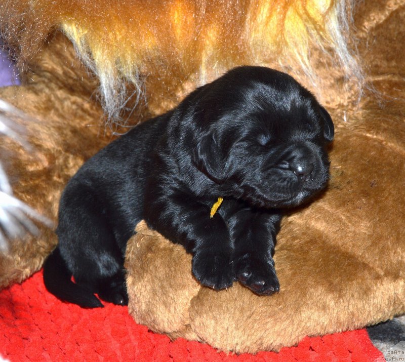 Фото: ньюфаундленд I Follow The Sun de L'Etoile de Cyrice, ньюфаундленд Sent Djons Yustiniya Yuliya (Сент Джонс Юстиния Юлия)