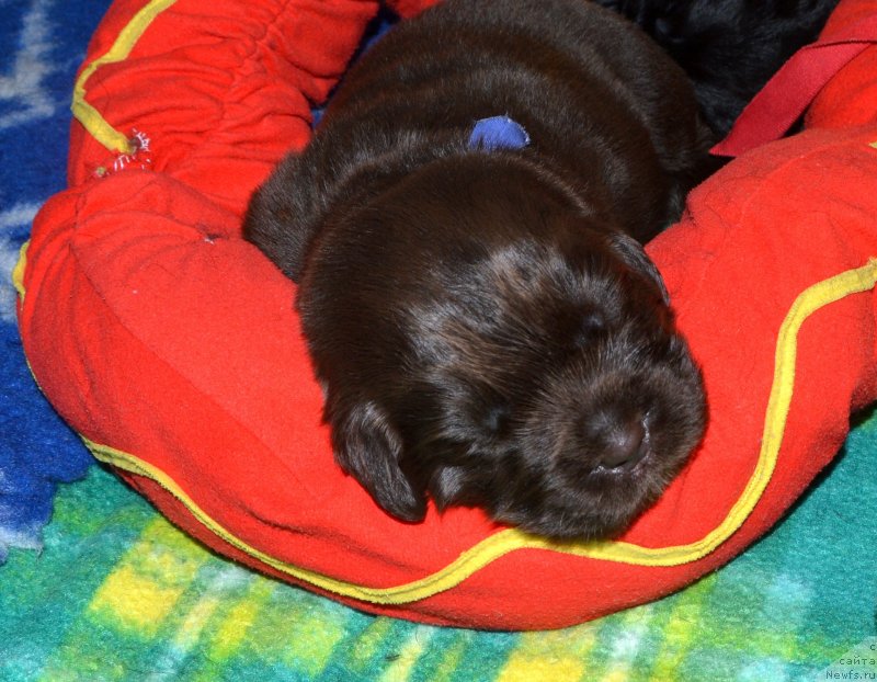 Фото: ньюфаундленд I Follow The Sun de L'Etoile de Cyrice, ньюфаундленд Sent Djons Yustiniya Yuliya (Сент Джонс Юстиния Юлия)