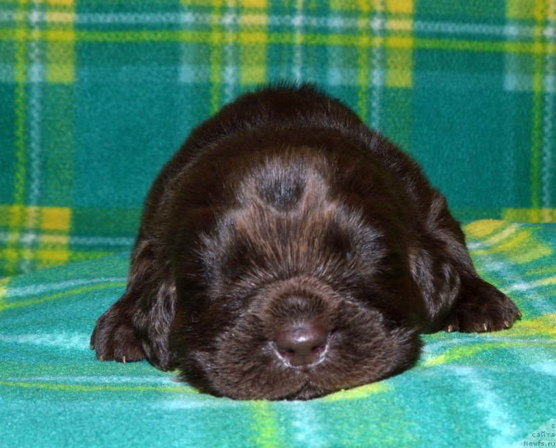 Фото: ньюфаундленд Smigar Deputat Baltiki (Смигар Депутат Балтики)