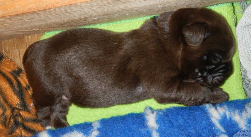 Фото: ньюфаундленд I Follow The Sun de L'Etoile de Cyrice, ньюфаундленд Sent Djons Yustiniya Yuliya (Сент Джонс Юстиния Юлия)