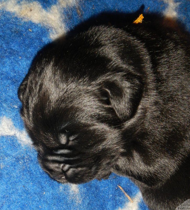 Фото: ньюфаундленд I Follow The Sun de L'Etoile de Cyrice, ньюфаундленд Sent Djons Yustiniya Yuliya (Сент Джонс Юстиния Юлия)