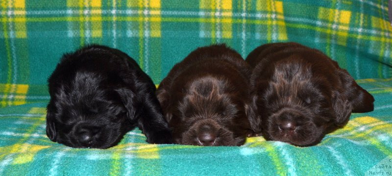 Фото: ньюфаундленд I Follow The Sun de L'Etoile de Cyrice, ньюфаундленд Sent Djons Yustiniya Yuliya (Сент Джонс Юстиния Юлия)