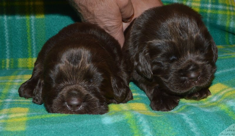 Фото: ньюфаундленд I Follow The Sun de L'Etoile de Cyrice, ньюфаундленд Sent Djons Yustiniya Yuliya (Сент Джонс Юстиния Юлия)