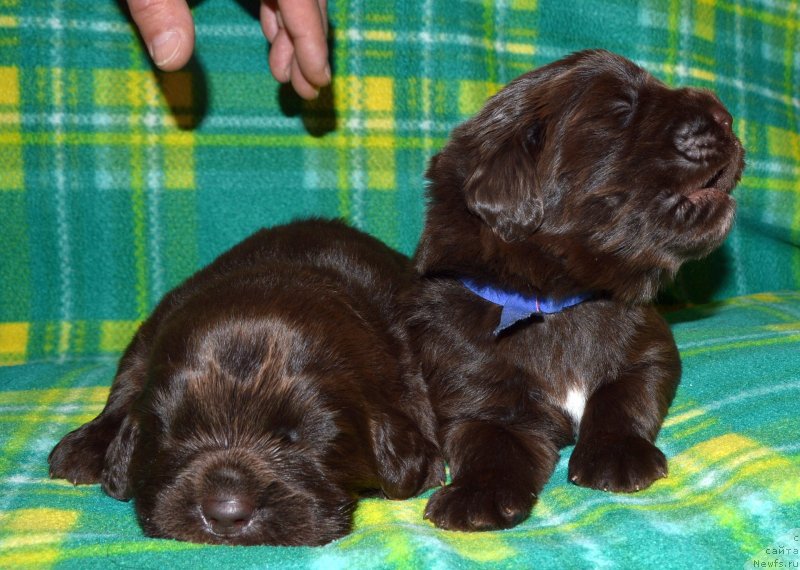 Фото: ньюфаундленд I Follow The Sun de L'Etoile de Cyrice, ньюфаундленд Sent Djons Yustiniya Yuliya (Сент Джонс Юстиния Юлия)