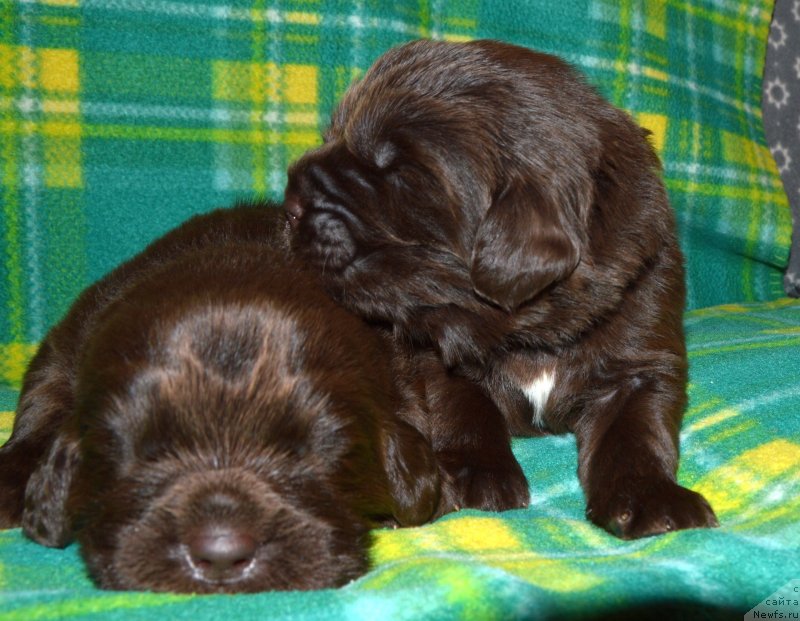 Фото: ньюфаундленд I Follow The Sun de L'Etoile de Cyrice, ньюфаундленд Sent Djons Yustiniya Yuliya (Сент Джонс Юстиния Юлия)