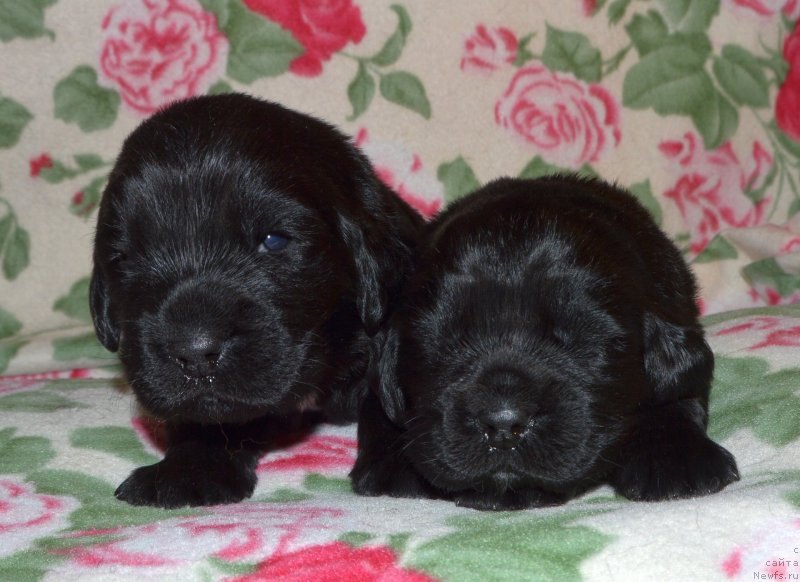 Фото: ньюфаундленд I Follow The Sun de L'Etoile de Cyrice, ньюфаундленд Sent Djons Yustiniya Yuliya (Сент Джонс Юстиния Юлия)