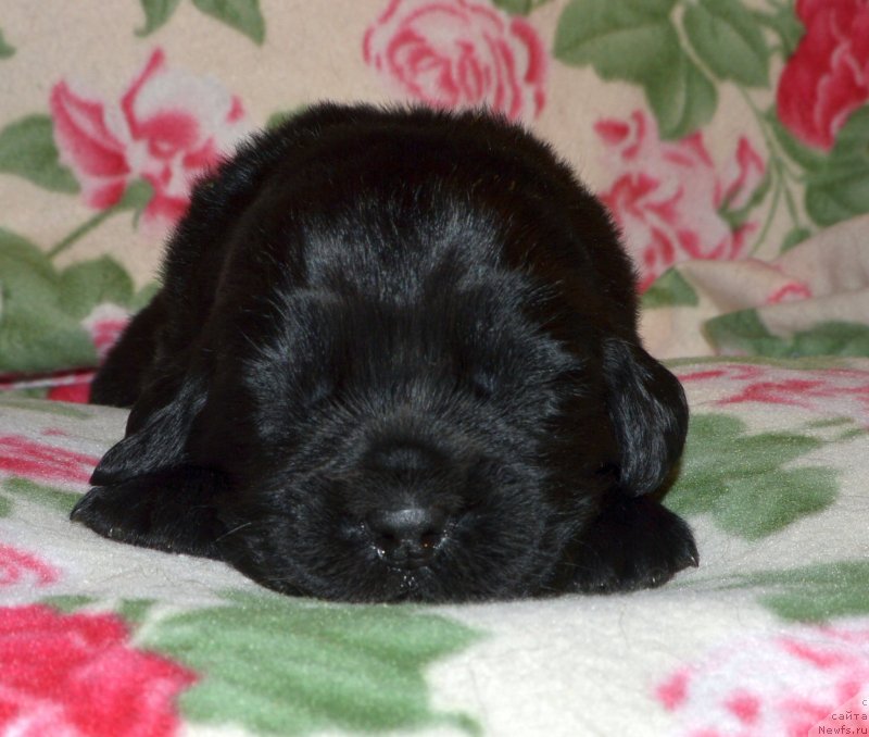 Фото: ньюфаундленд I Follow The Sun de L'Etoile de Cyrice, ньюфаундленд Sent Djons Yustiniya Yuliya (Сент Джонс Юстиния Юлия)