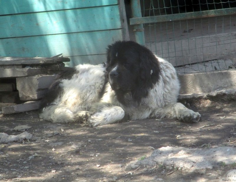Фото: ньюфаундленд Dobryinya ot Karel'skih Medvedey (Добрыня от Карельских Медведей)