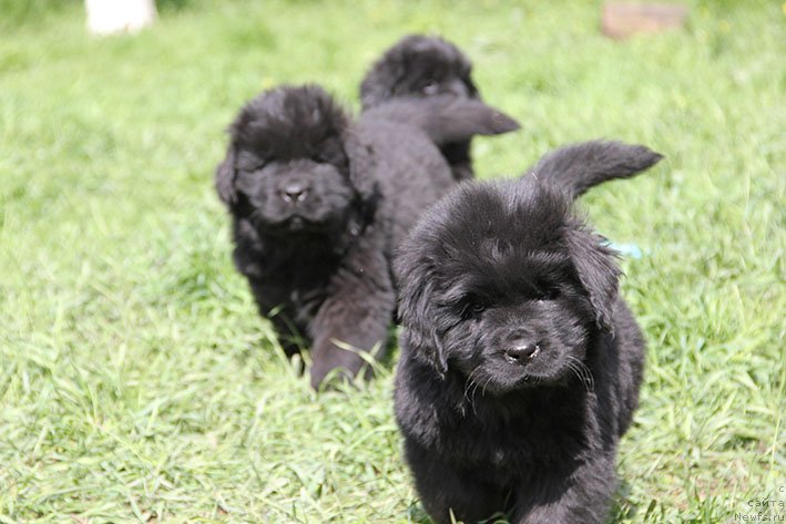 Фотография № 242891