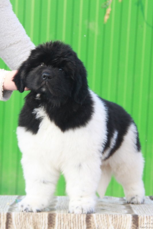 Фото: ньюфаундленд Akvian Song Cafira (Аквиан Сонг Цафира)