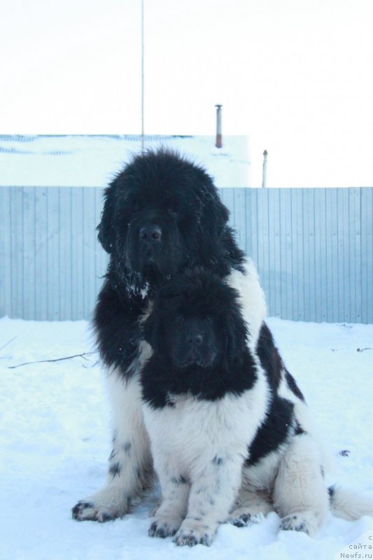 Фото: ньюфаундленд Akvian Song Cafira (Аквиан Сонг Цафира), ньюфаундленд Oukaya Forever Le Grand Ami for-Akvian Song