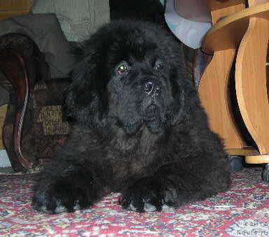 Фото: ньюфаундленд Sent Djons Kruiz (Сент Джонс Круиз)