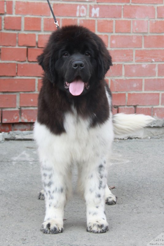 Фото: ньюфаундленд Akvian Song Cafira (Аквиан Сонг Цафира)