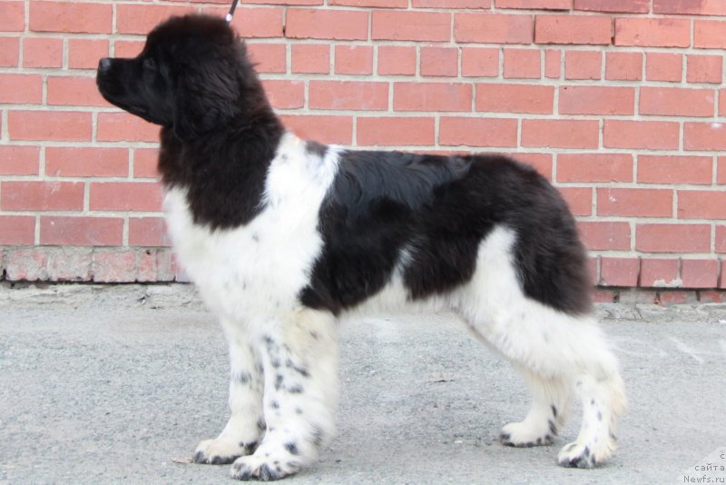 Фото: ньюфаундленд Akvian Song Cafira (Аквиан Сонг Цафира)