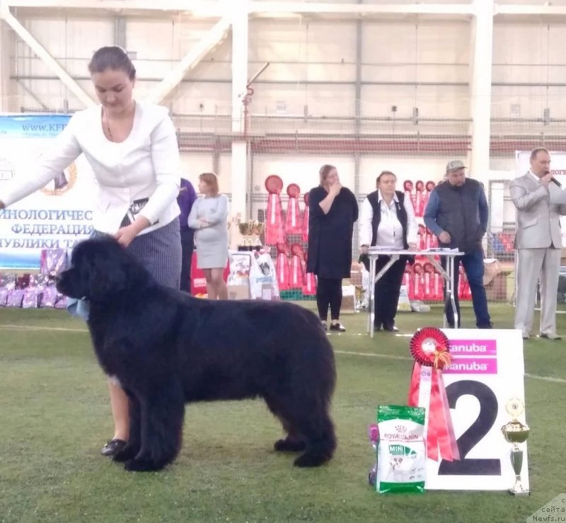 Фото: ньюфаундленд Akvian Song Tequila Gold (Аквиан Сонг Текила Голд)