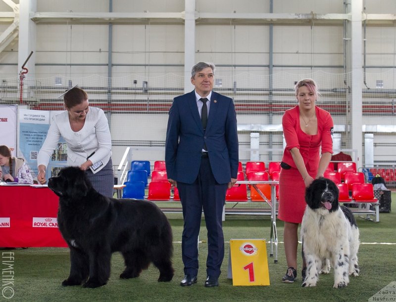 Фото: ньюфаундленд Akvian Song Tequila Gold (Аквиан Сонг Текила Голд), ньюфаундленд Euzhiyarvi ot Karelskikh Medvedey (Еужиярви от Карельских Медведей)
