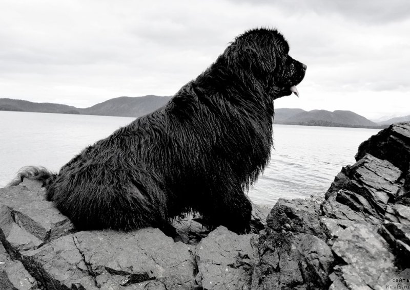 Фото: ньюфаундленд Chernaya Mafia Аngel Among Us (Черная Мафия Ангел Амонг Ус)