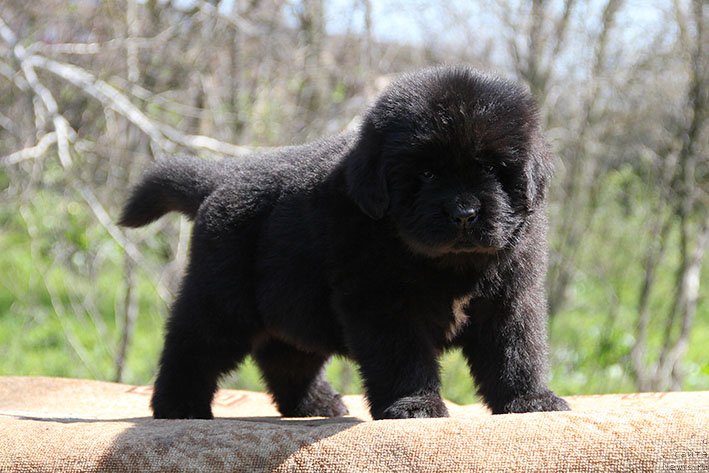 Фото: ньюфаундленд Hariton s Berega Dona (Харитон с Берега Дона)