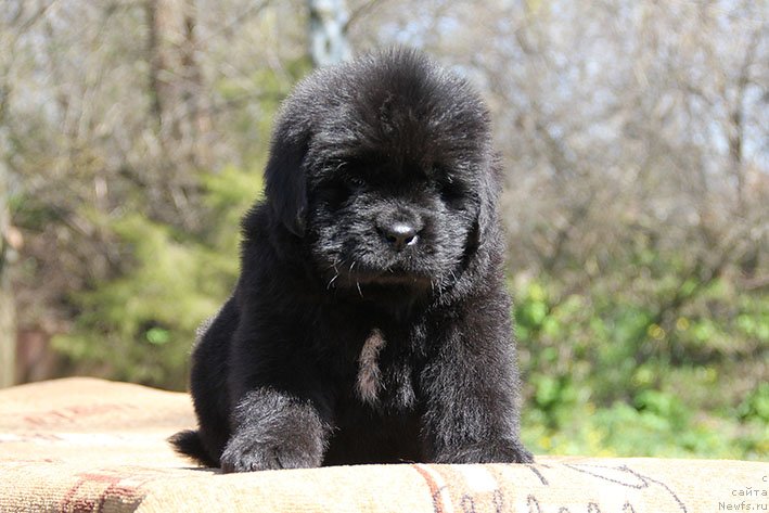 Фото: ньюфаундленд Hariton s Berega Dona (Харитон с Берега Дона)