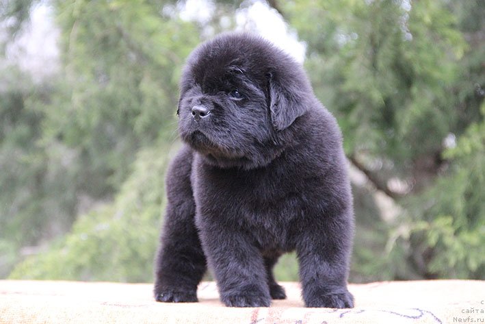 Фото: ньюфаундленд Harlam s Berega Dona (Харлам с Берега Дона)