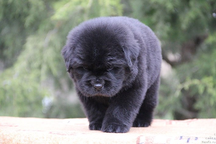 Фото: ньюфаундленд Harlam s Berega Dona (Харлам с Берега Дона)