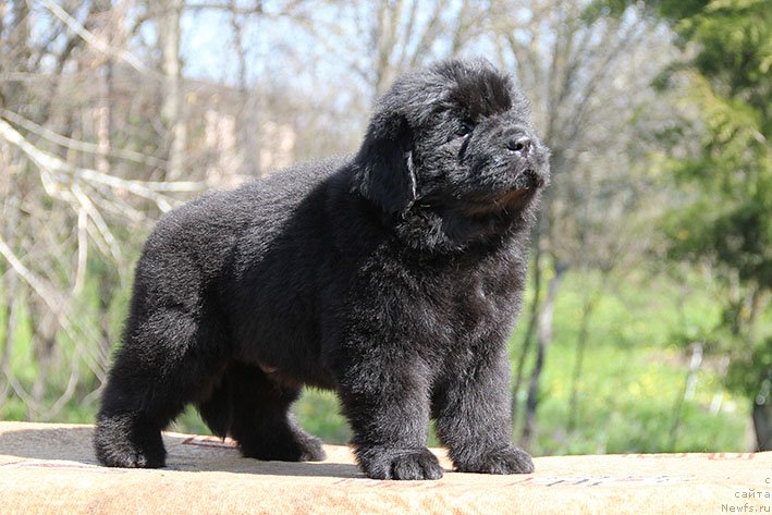 Фотография № 242918