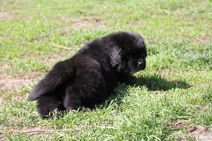 Фото: ньюфаундленд Hristofor s Berega Dona (Христофор с Берега Дона)