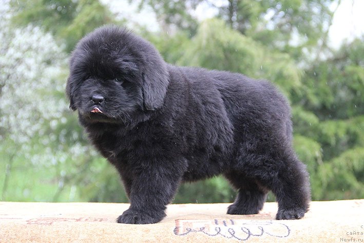 Фото: ньюфаундленд Hava s Berega Dona (Хава с Берега Дона)