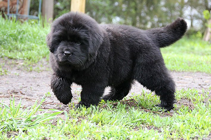 Фотография № 242921