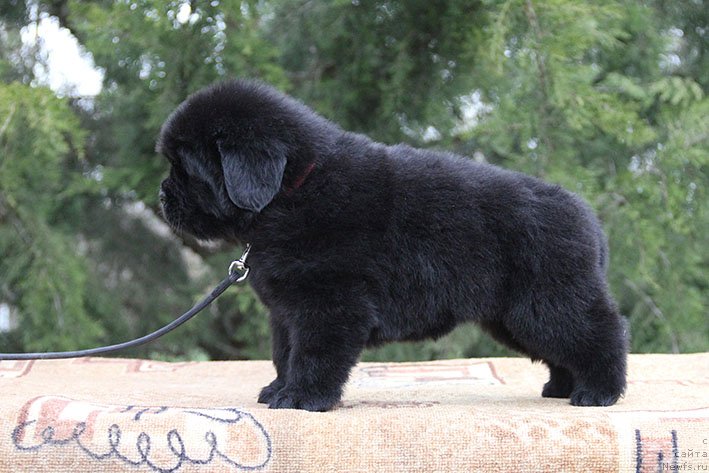 Фото: ньюфаундленд Hranislava s Berega Dona (Хранислава с Берега Дона)