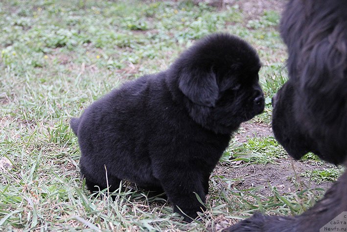 Фото: ньюфаундленд Hranislava s Berega Dona (Хранислава с Берега Дона)