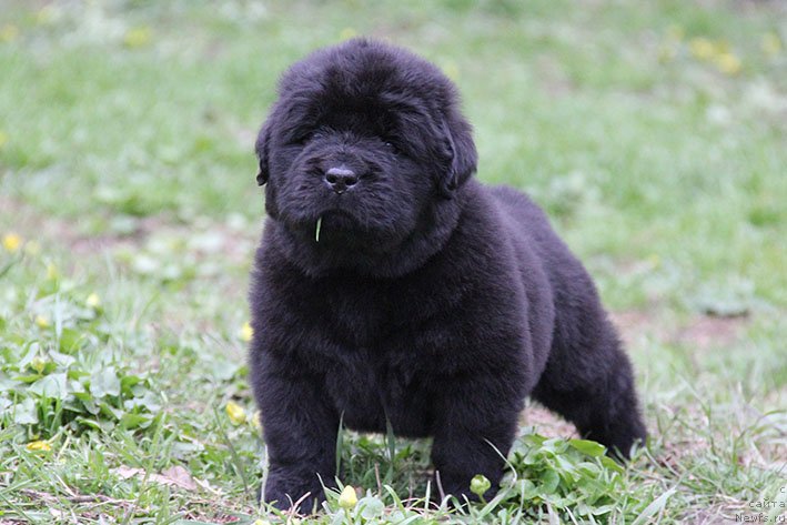 Фотография № 242924