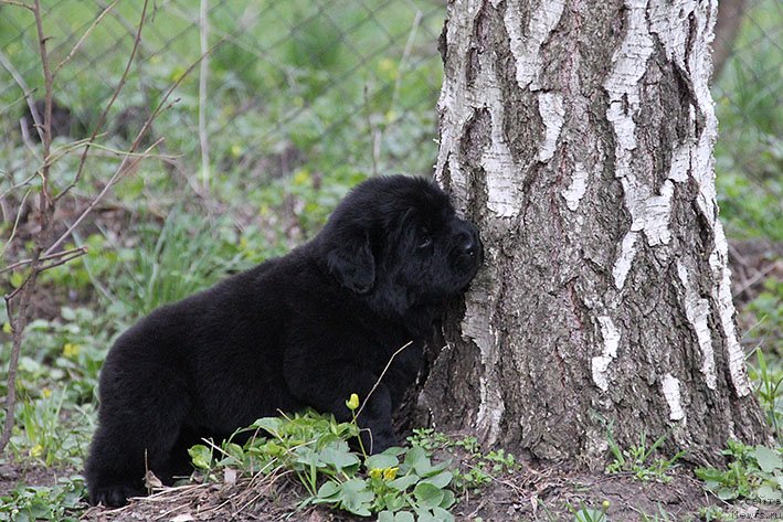 Фотография № 242925