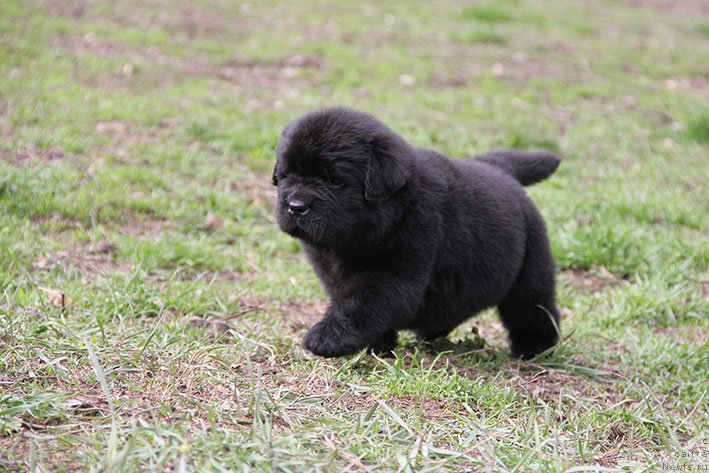 Фото: ньюфаундленд Haydi s Berega Dona (Хайди с Берега Дона)
