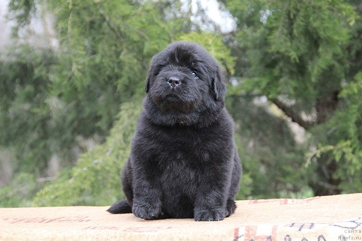 Фото: ньюфаундленд Haydi s Berega Dona (Хайди с Берега Дона)