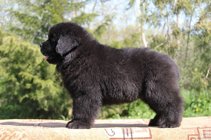 Фотография № 242928