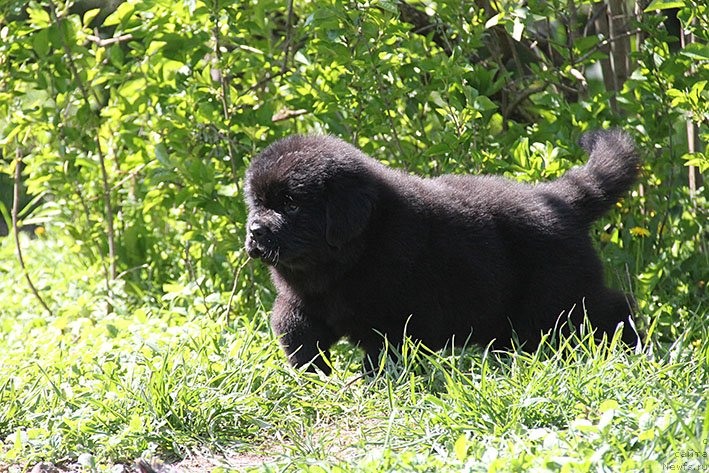 Фото: ньюфаундленд Habariya s Berega Dona (Хабария с Берега Дона)