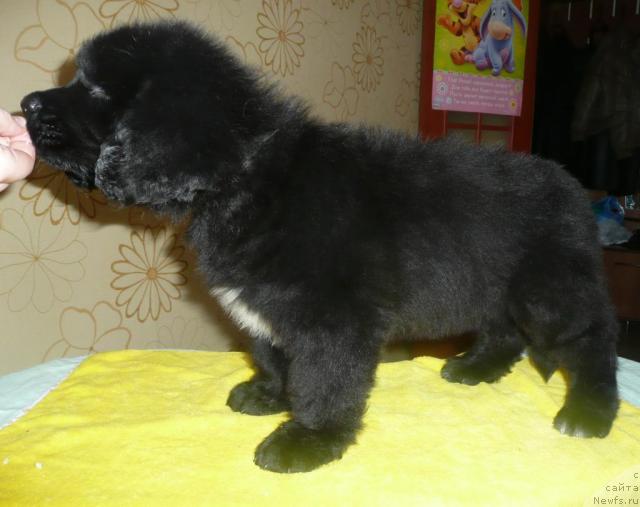 Фото: ньюфаундленд Bianka Vayt Pyerl (Бианка Вайт Пэрл)