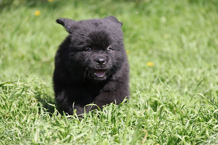 Фото: ньюфаундленд Habariya s Berega Dona (Хабария с Берега Дона)