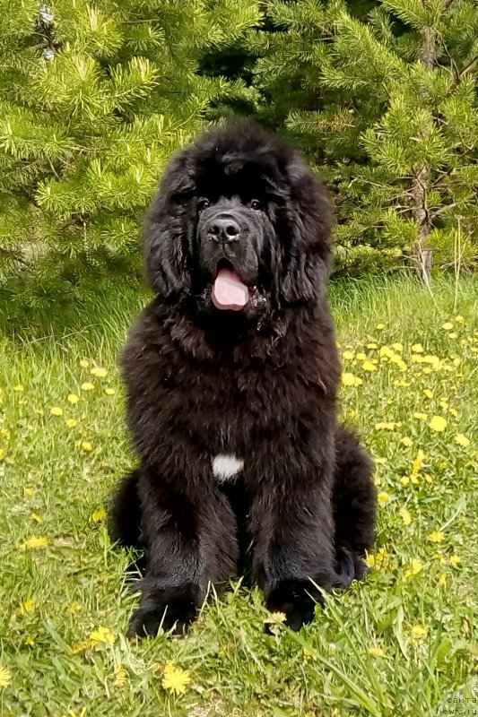 Фото: ньюфаундленд Gordey Doblestnyiy (Гордей Доблестный)