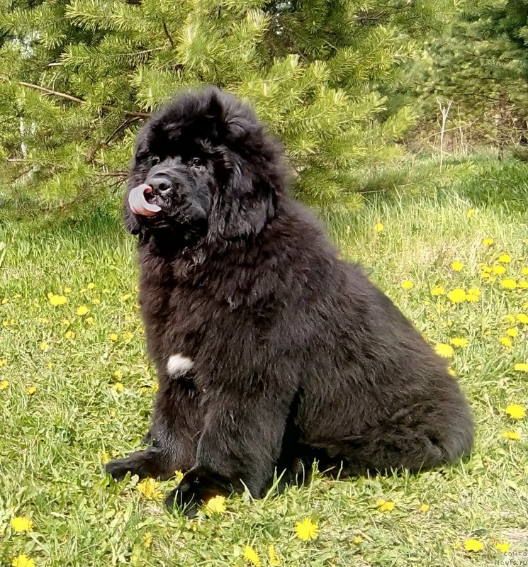 Фото: ньюфаундленд Gordey Doblestnyiy (Гордей Доблестный)