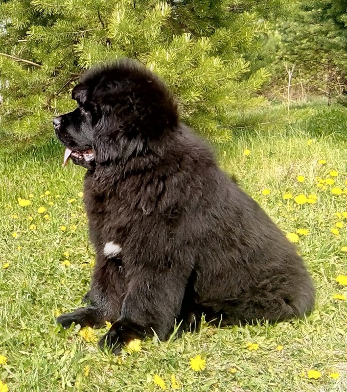 Фото: ньюфаундленд Gordey Doblestnyiy (Гордей Доблестный)