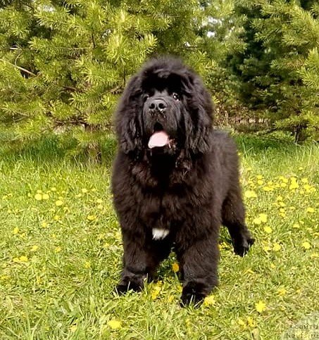 Фото: ньюфаундленд Gordey Doblestnyiy (Гордей Доблестный)
