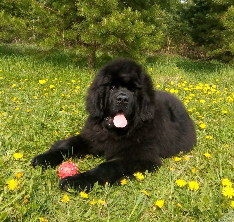 Фото: ньюфаундленд Gordey Doblestnyiy (Гордей Доблестный)