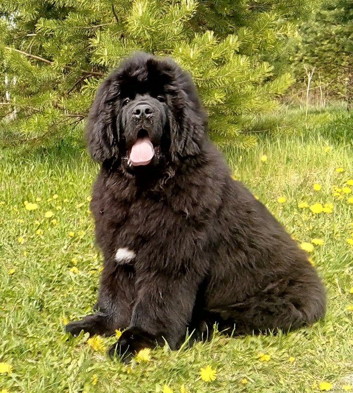 Фото: ньюфаундленд Gordey Doblestnyiy (Гордей Доблестный)