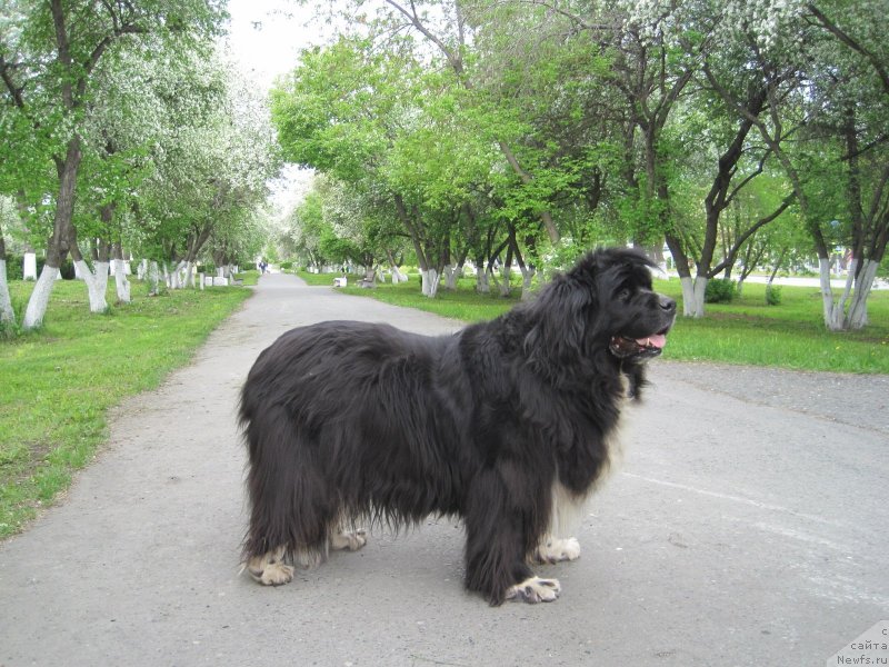 Фото: ньюфаундленд Super Bizon Gera (Супер Бизон Гера)